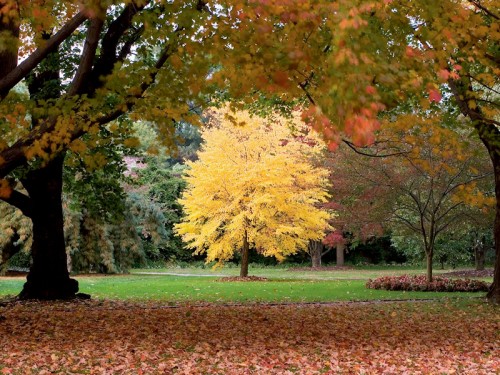 Image of katsura tree with golden fall foliage
