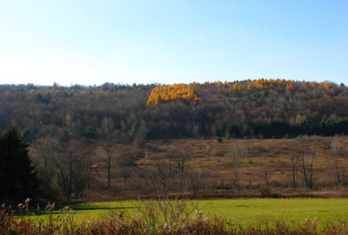 Image of golden-hued larch on the far hillside