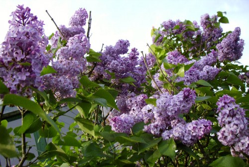 Lilacs - Photo by Rundy 2003