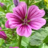 Image of common or high mallow