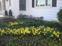 daffodils along the path
