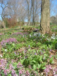 Corydalis solida, lungwort, hyacinths and hellebores provide a soothing view into the spring garden.