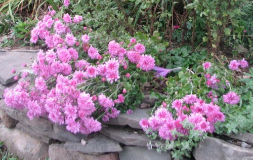 Image of purply-pink chrysanthemums leaning over a stone wall