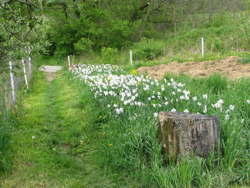 Poet's narcissus line the path in May