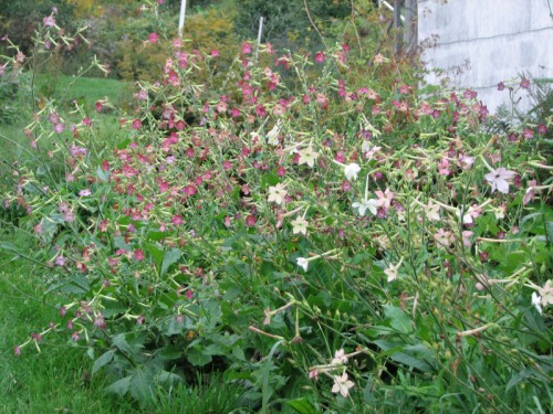 Image of pink and white flowering tobacco