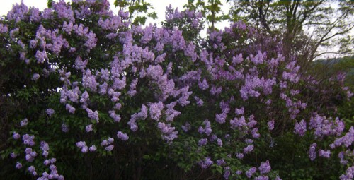 Inherited lilac bush