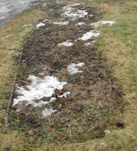 Image of dormant peony bed in February