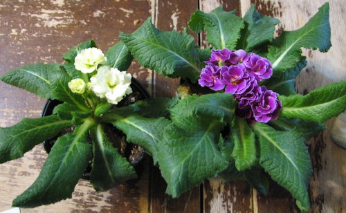 Image of potted primroses, one pale yellow and one purple