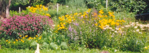 Image of flower bed with purple and gold flowers blooming