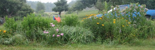 Image of weedy flower bed with car in background