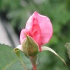 Image of pink rosebud