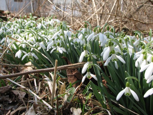 Image of patch of blooming snowdrops