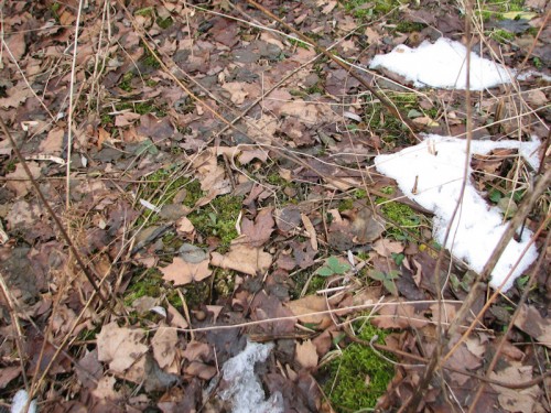 Image of barely emerged snowdrop shoots, scarcely discernible on the dried-leaf-strewn ground
