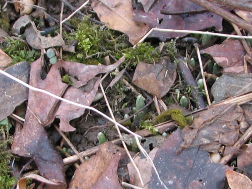 Close-up image of snowdrop shoots barely emerged from the ground