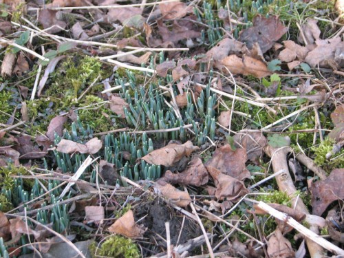 Image of snowdrop foliage emerging from the earth