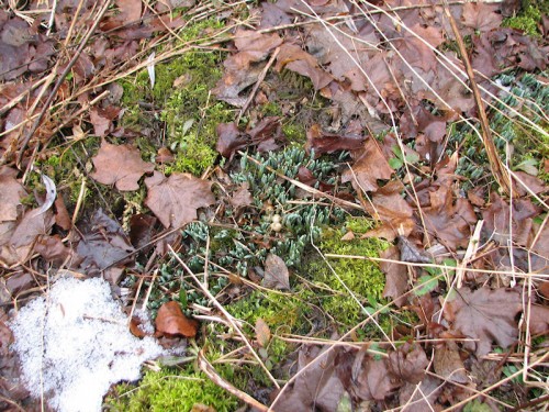 Image of snowdrop leaves emerging from the earth