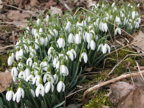Image of blooming snowdrops