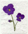 Image of pressed violas on handmade paper