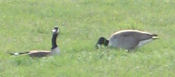Geese feeding across the street - Photo by Cadence 2006