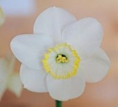 Narcissus 'Rimmon' - Photo by Anne Nigrelli - used with permission