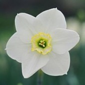 Narcissus 'Vernal Prince' photo by Anne Nigrelli - used with permission