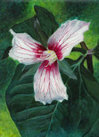 Image of acrylic painting of a Painted Trillium