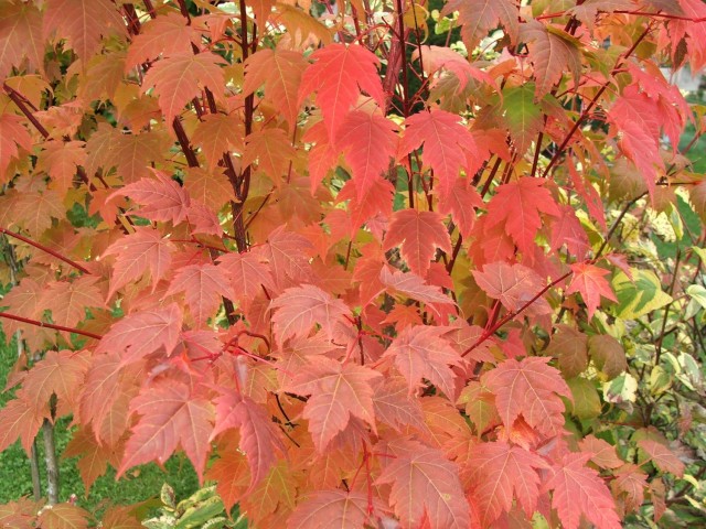 Tschonoski’s maple (<em>Acer tschonoskii</em>) showed more brilliant coloration than the native sugar maple.