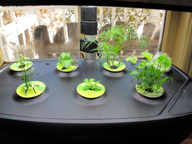 AeroGarden herb seedlings