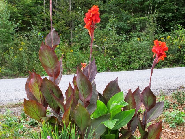 red and green leaved cannas