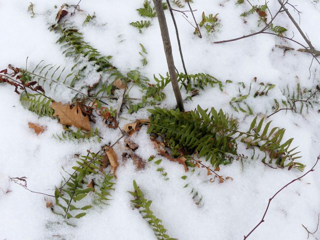 Christmas fern in the snow