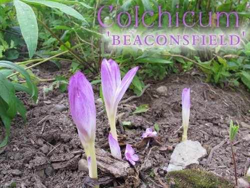 'Beaconsfield' just may be my most deeply colored colchicum