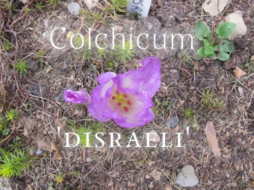 Colchicum Disraeli is strongly checkered