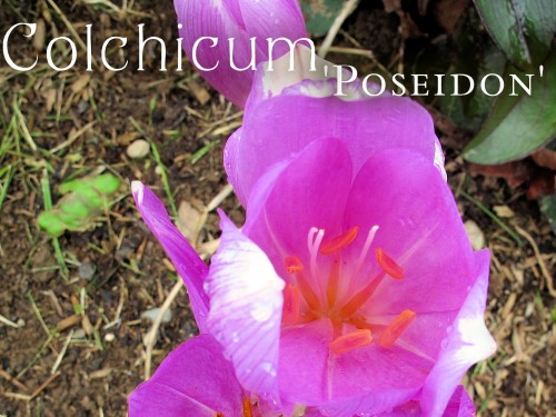 Colchicum Poseidon
