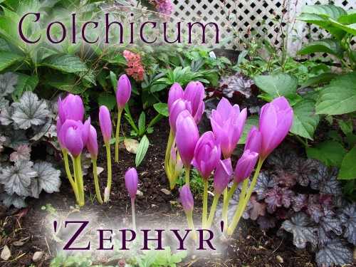 Colchicum Zephyr