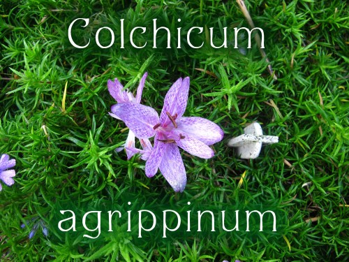 Colchicum agrippinum