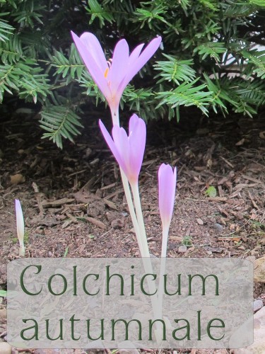 Colchicum autumnale looks delicate, but it's tough.