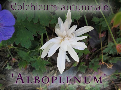 Colchicum autumnale Alboplenum