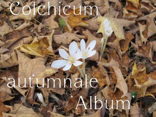 Colchicum autumnale Album