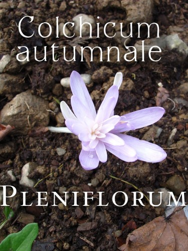 Colchicum autumnale 'Pleniflorum'