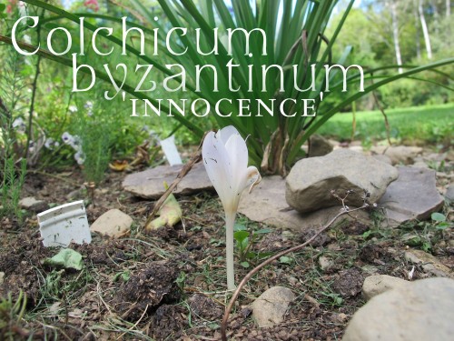 Colchicum byzantinum 'Innocence'