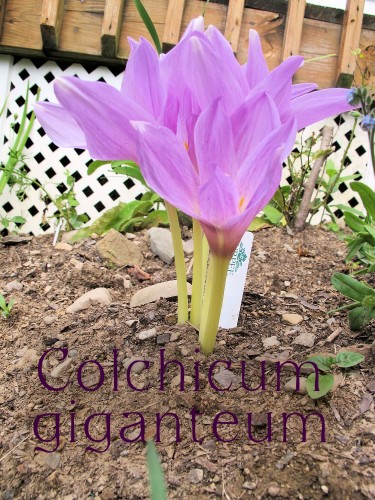 Colchicum giganteum