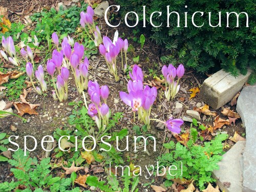 Colchicum speciosum