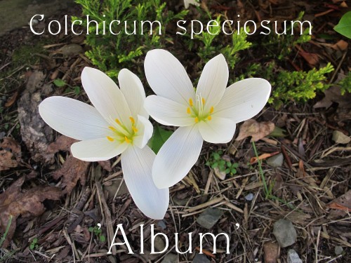 Colchicum speciosum Album