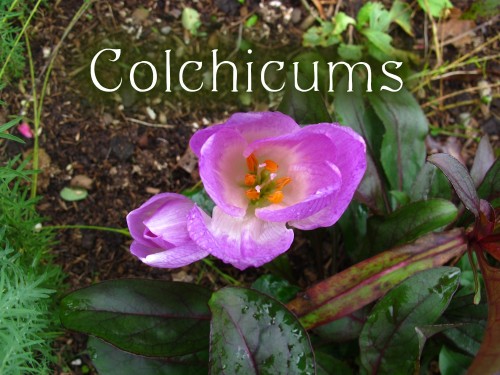 Unknown colchicum