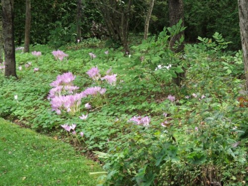 colchicums at lilactree farm