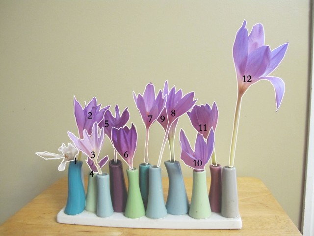 Colchicums in bud vases outlined and identified