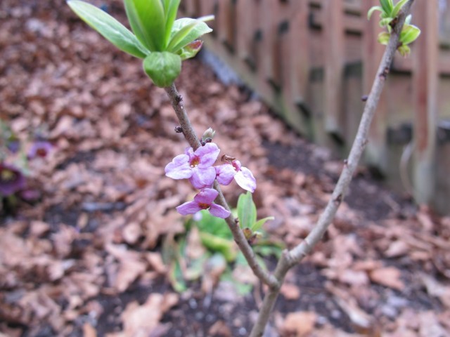 February daphne seedling fragrant Daphne mezereum