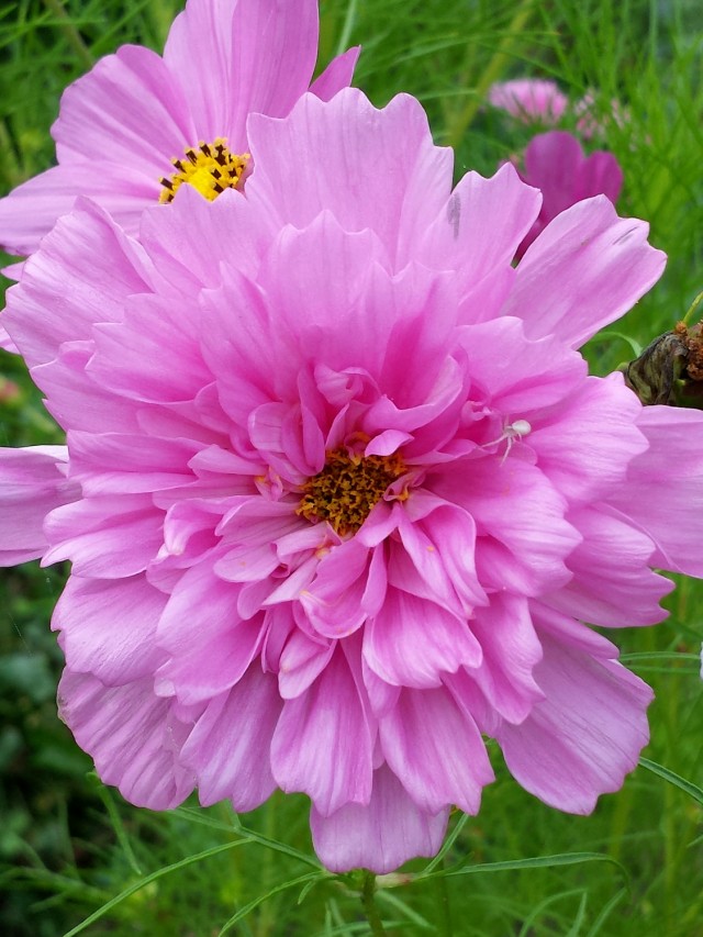 Double Click Pink Cosmos
