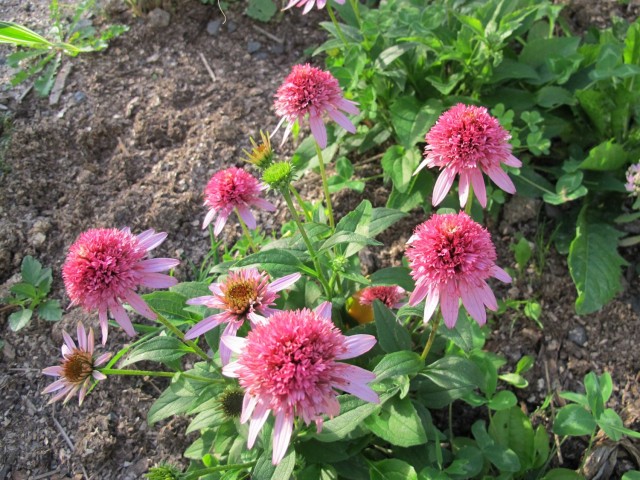 Dwarf form of echinacea 'Butterfly Kisses'