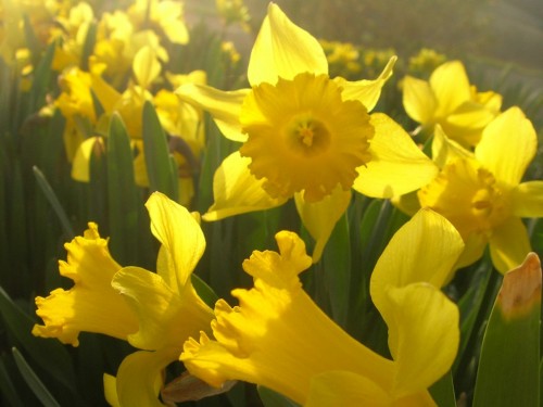 Daffodils photographed in evening light
